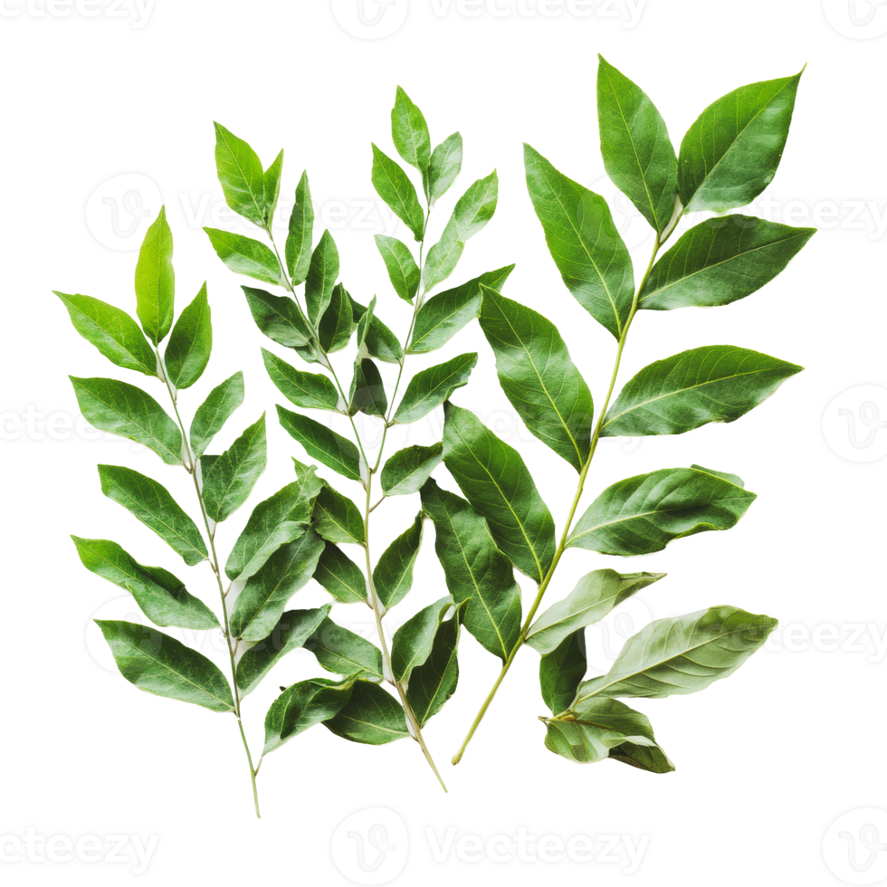 Fresh curry leaves arranged on a white background png