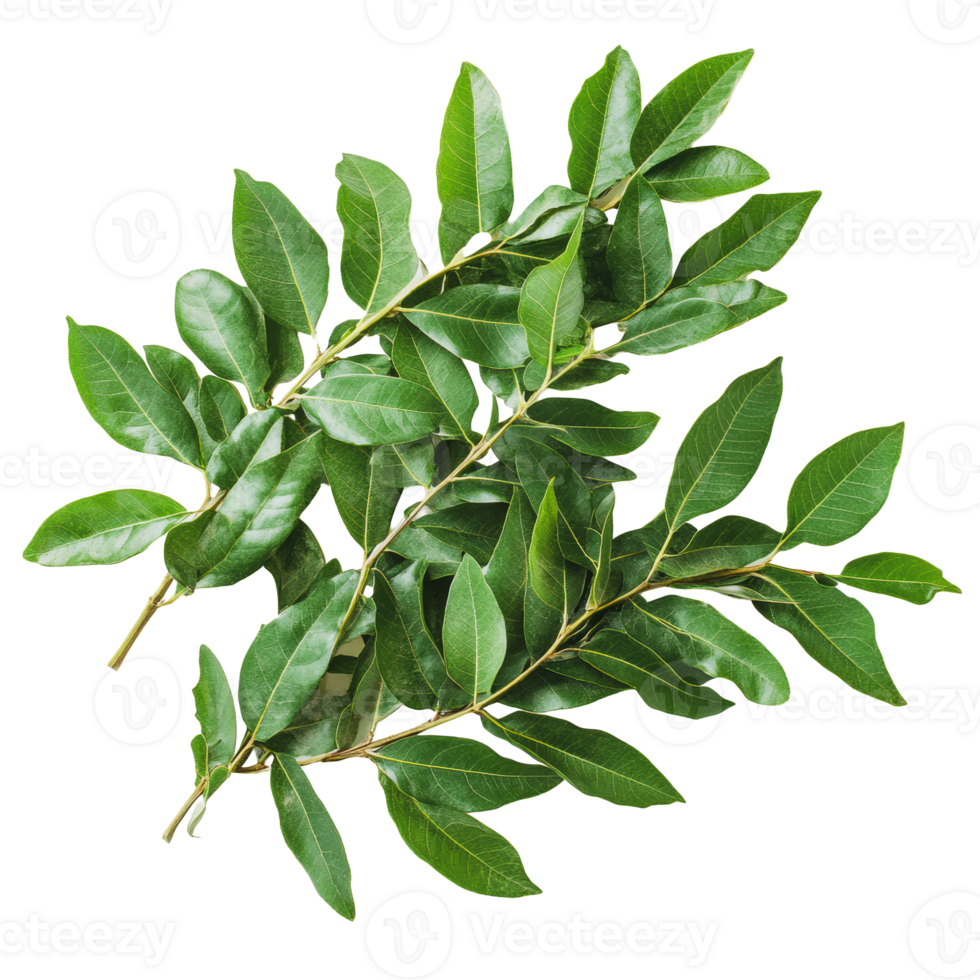 Fresh bay leaves on a white background png