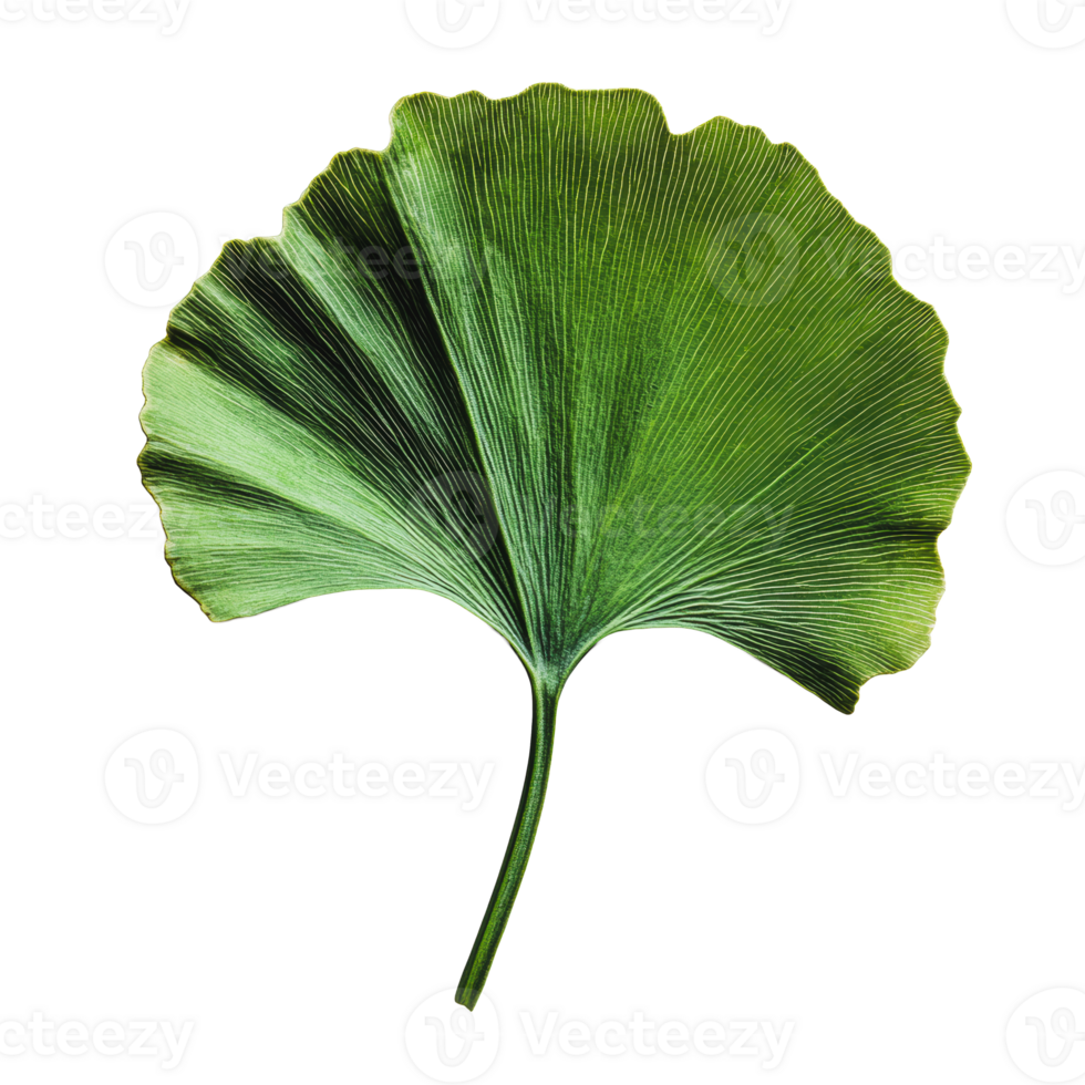 Ginkgo leaf on a white background png