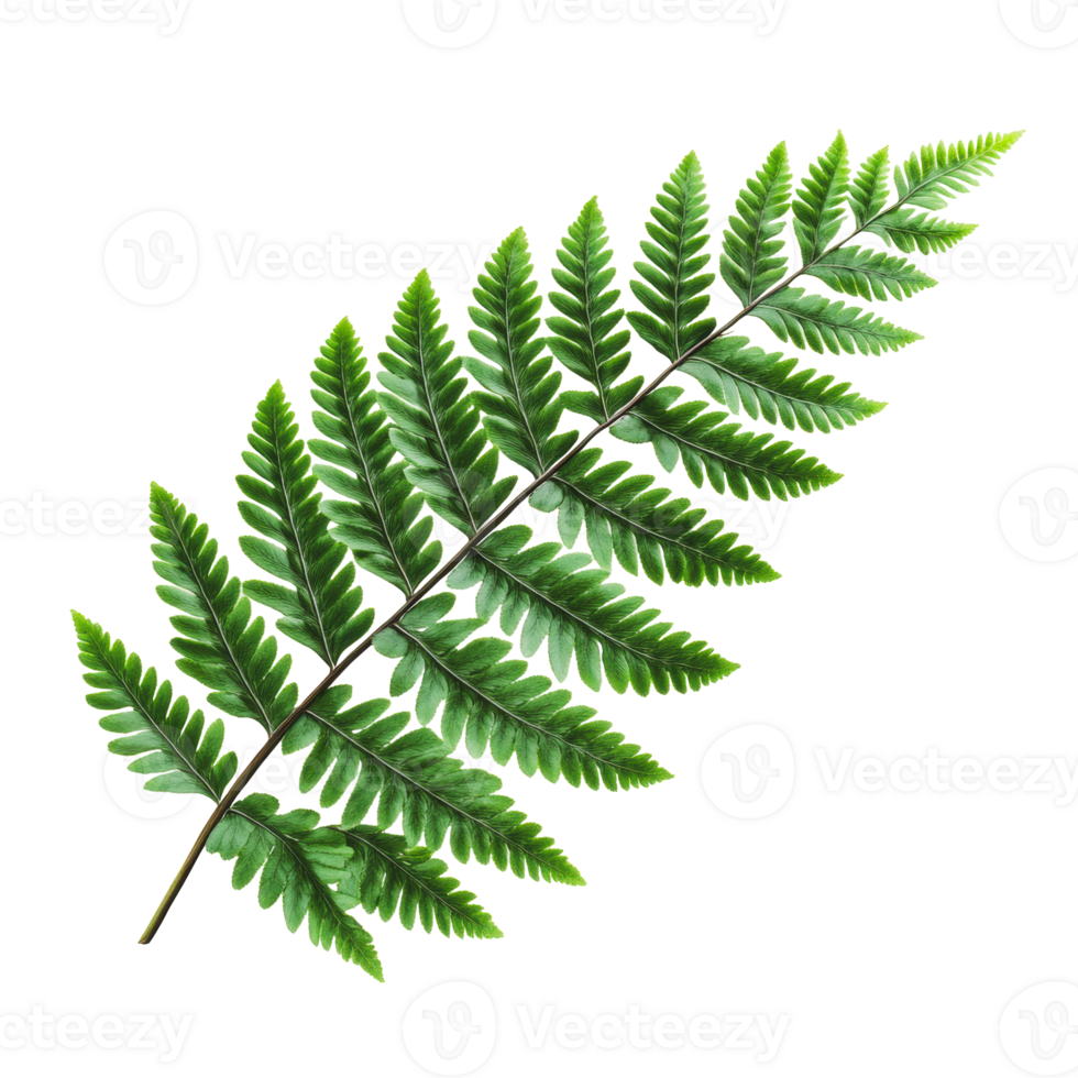 Green fern leaf on white background png
