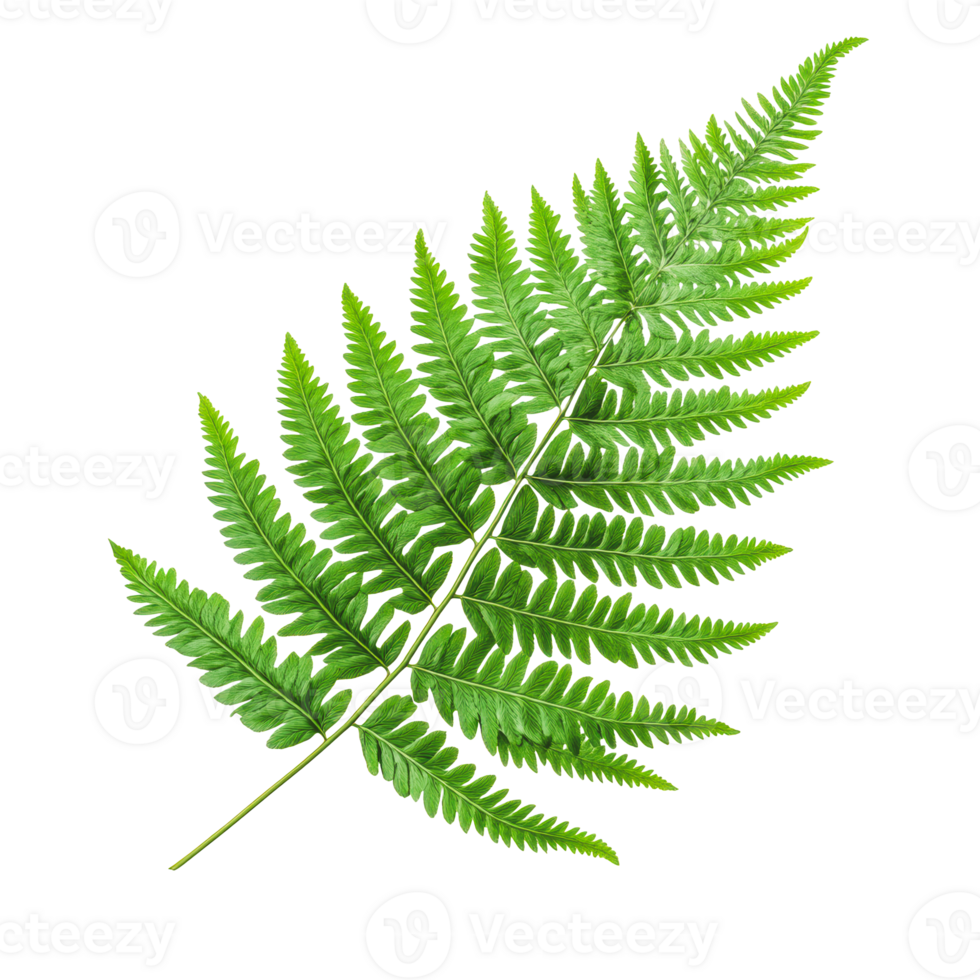 Green fern leaf isolated on a white background png