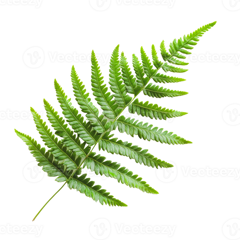 Green fern leaf isolated on white background png