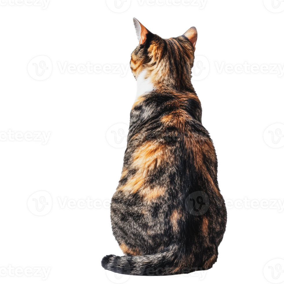 Cat sitting calmly facing away on white background png