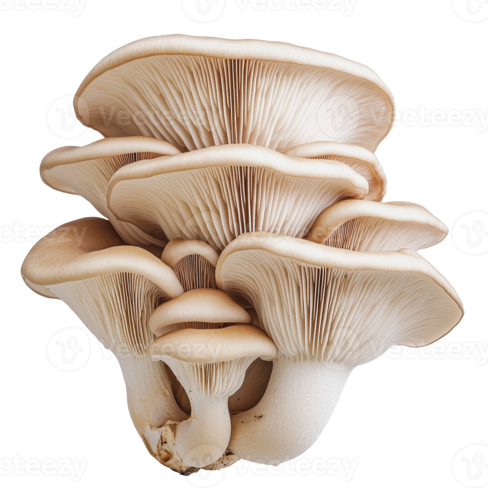 Oyster mushrooms on white backdrop png