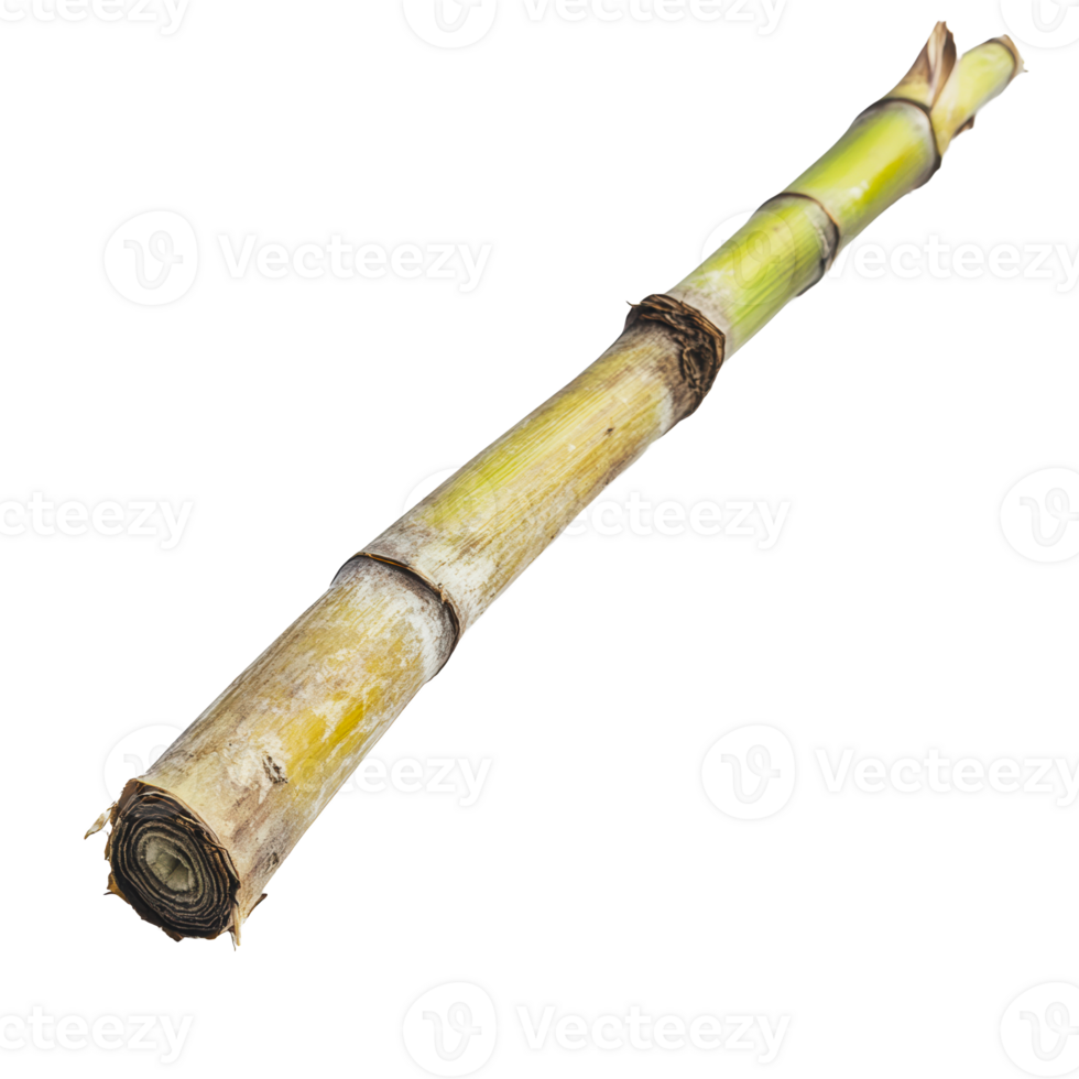 Fresh sugar cane stalk lying on a white surface png