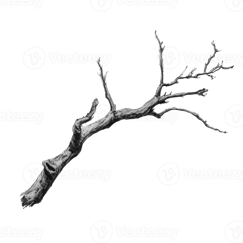 Bare tree branch on a white background png