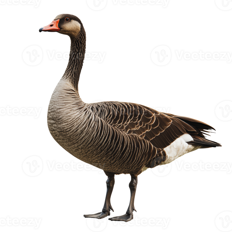 Brown goose standing on a white background png