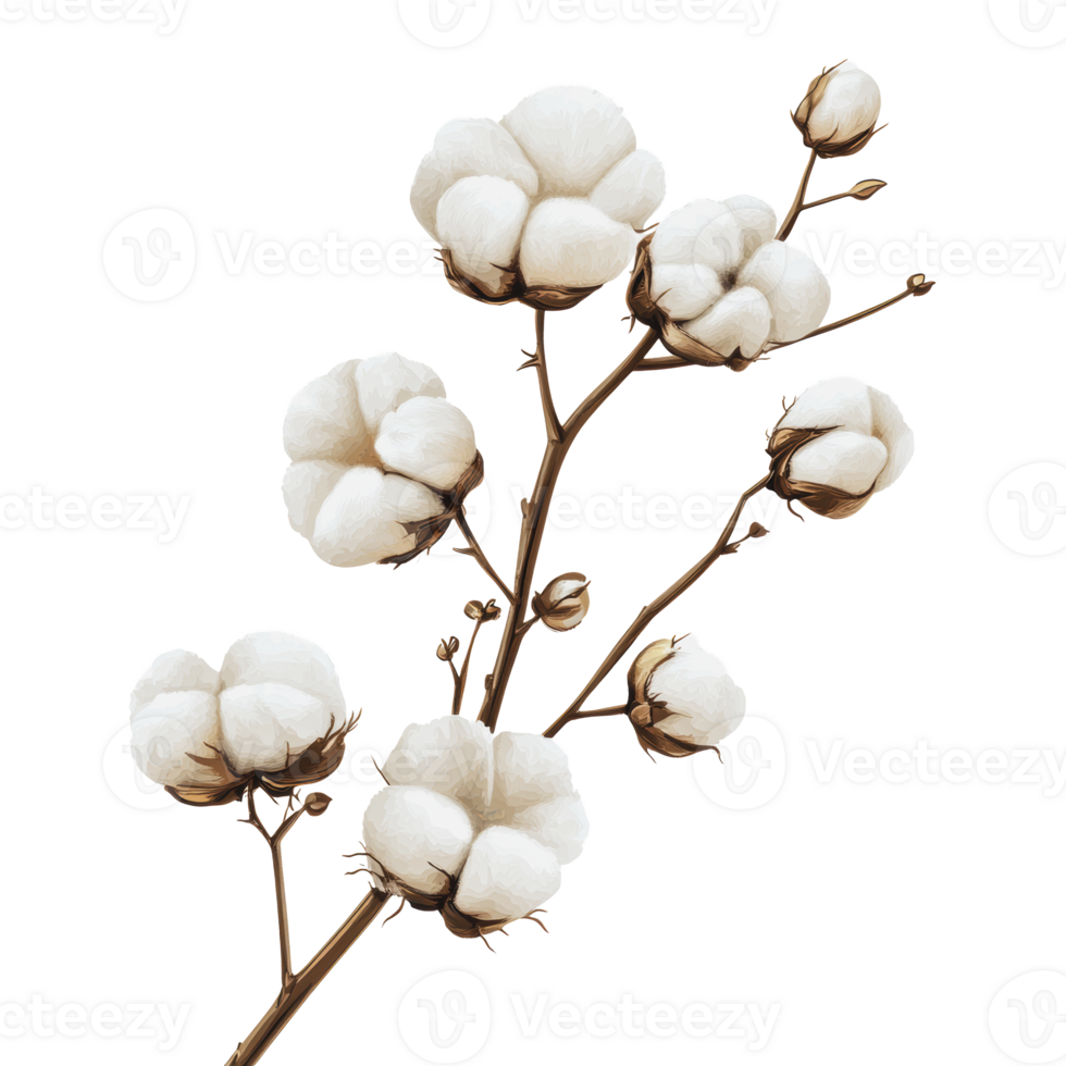 Cotton branch with soft bolls on white png