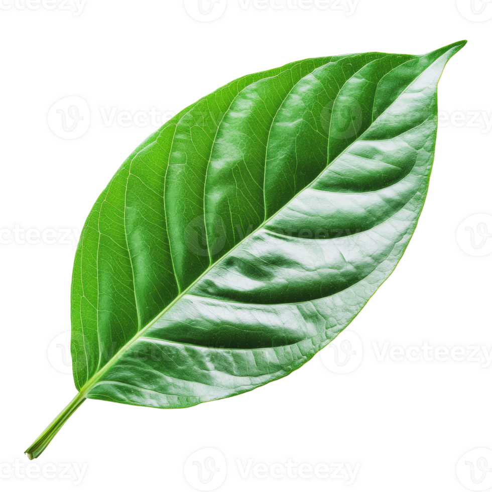Large green leaf isolated on white background png