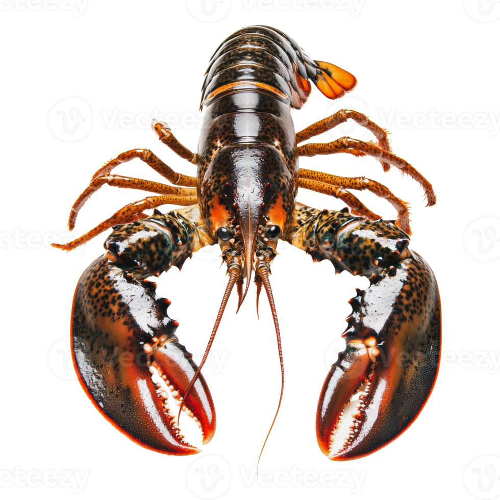 Lobster with big claws on white png