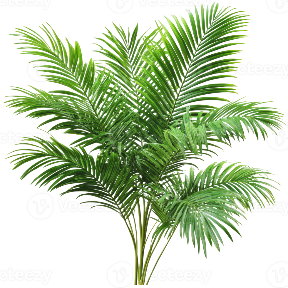 Lush green palm plant against a white background png