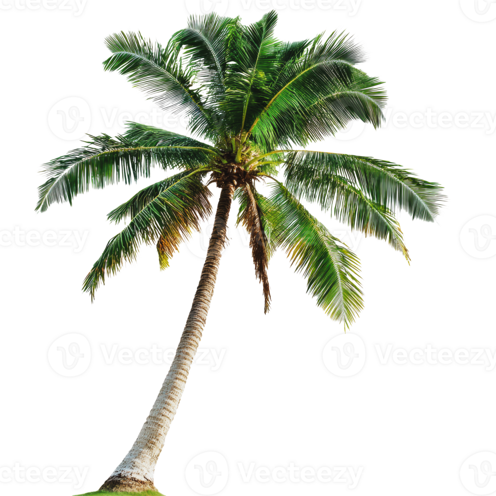 Isolated tall coconut palm on white png