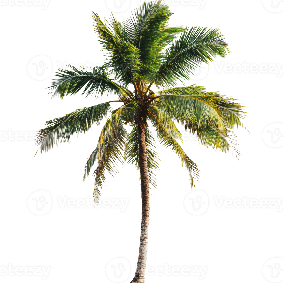Green palm tree on white background png