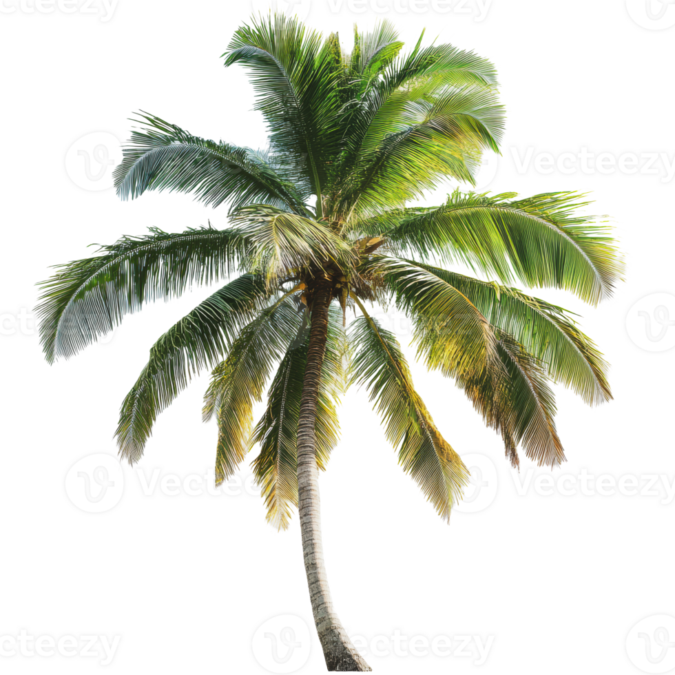 Tall palm tree against a white background png