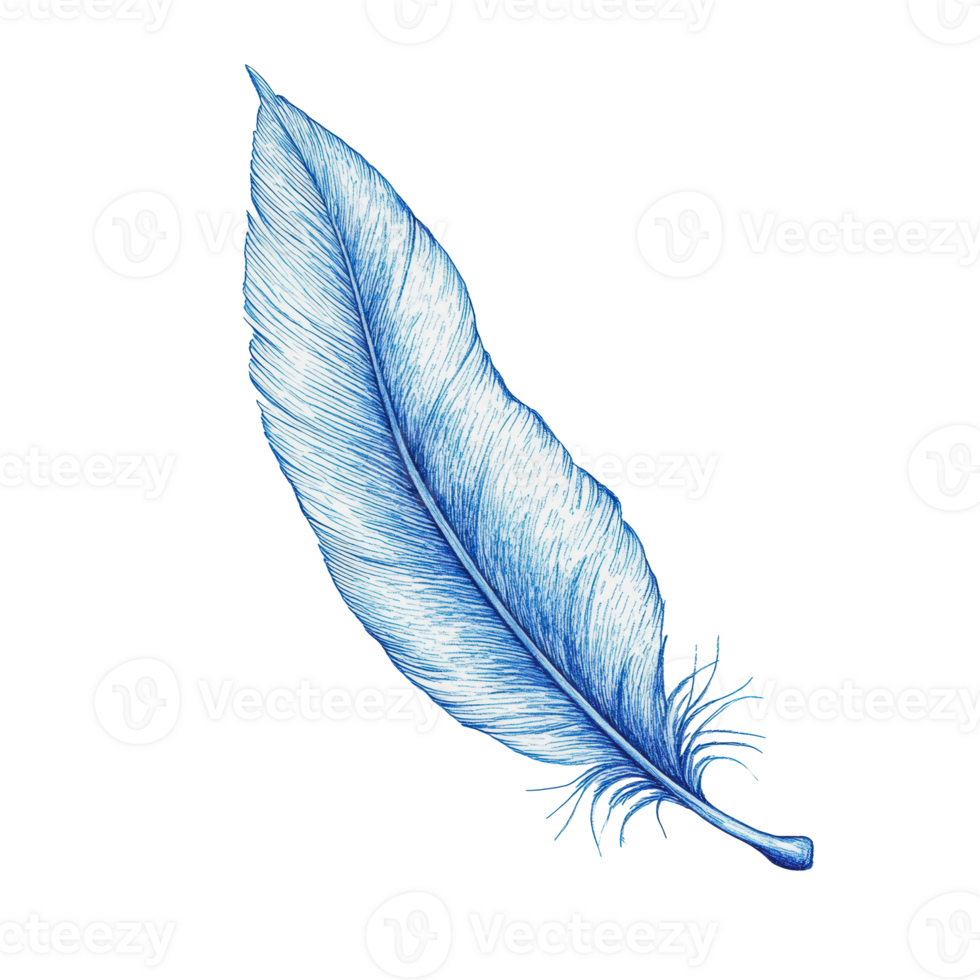 azul pluma ilustración en blanco antecedentes png