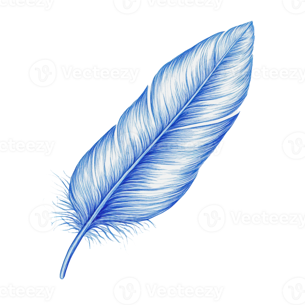 azul pluma ilustración en blanco antecedentes png
