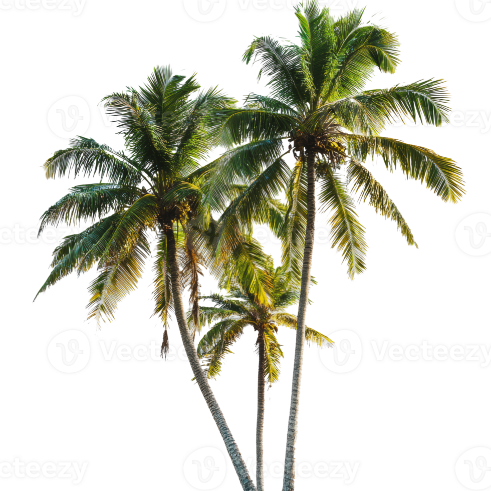 Three tall palm trees against a bright background png