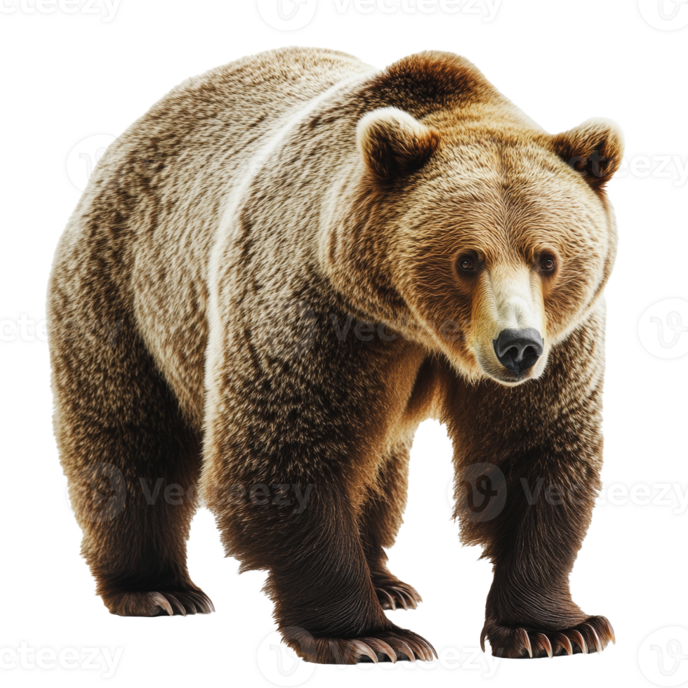 Grizzly bear standing in a natural pose against a white background png