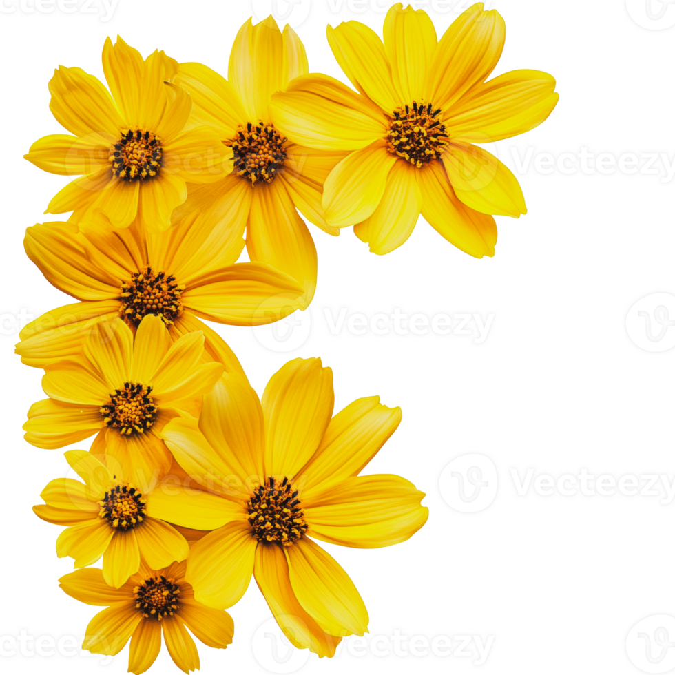 Yellow flowers arranged in a vibrant cluster against a white background png