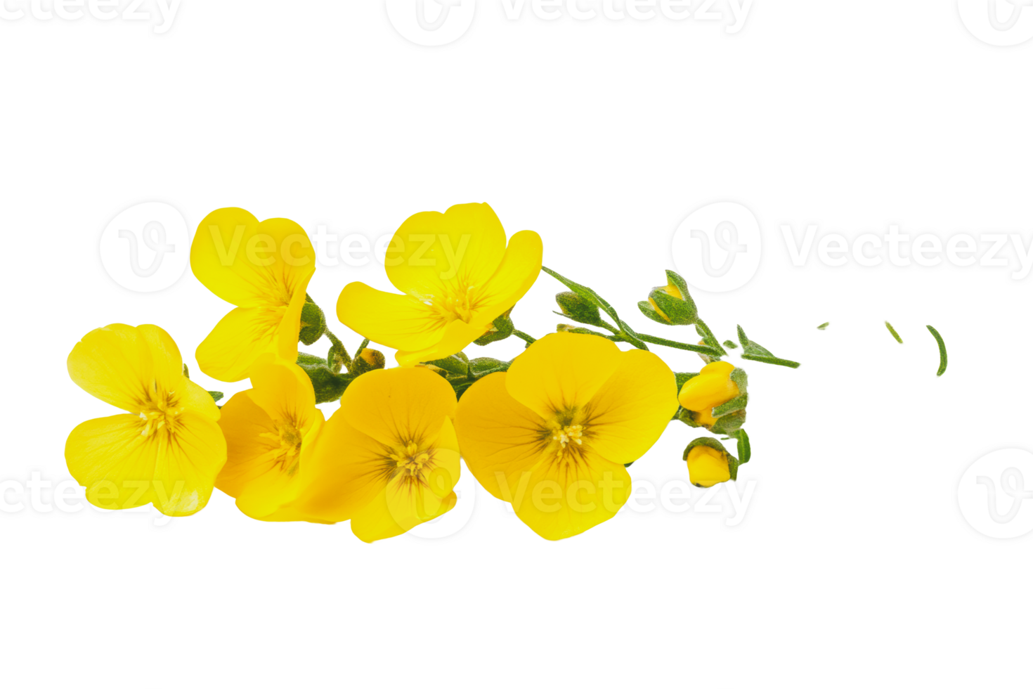 Yellow wildflowers arranged on a white background, showcasing their delicate petals and green stems in spring png