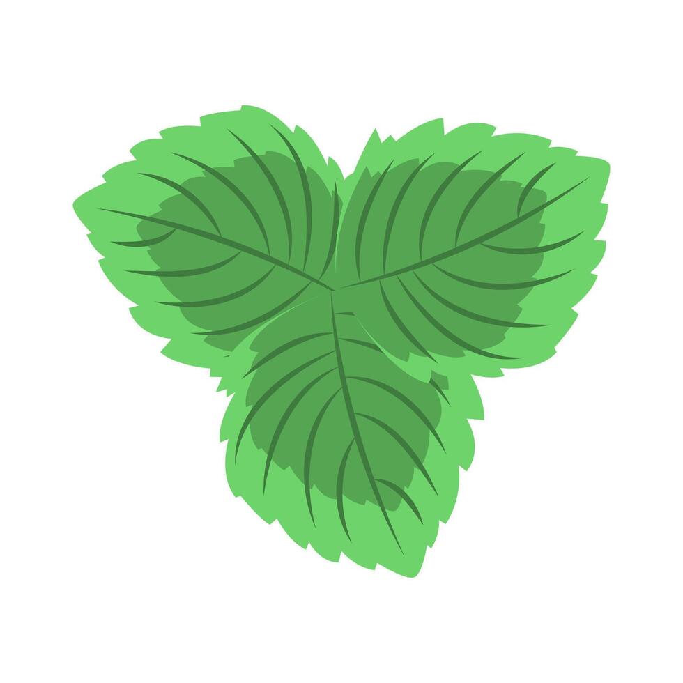 Mint Leaf Illustration vector