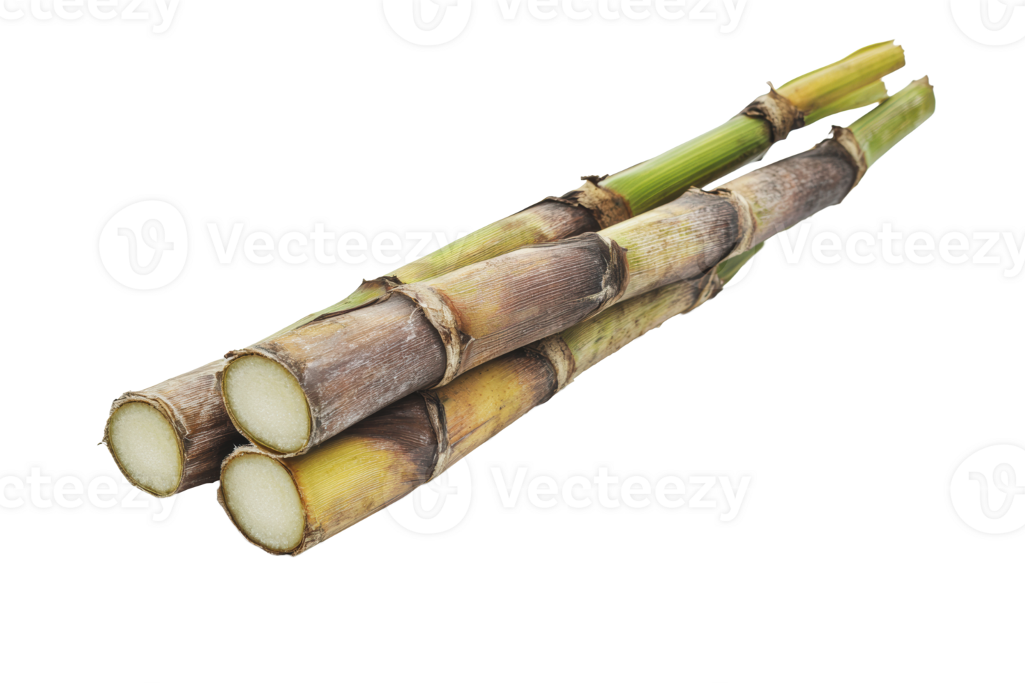 Fresh sugarcane stalks arranged on a white background png