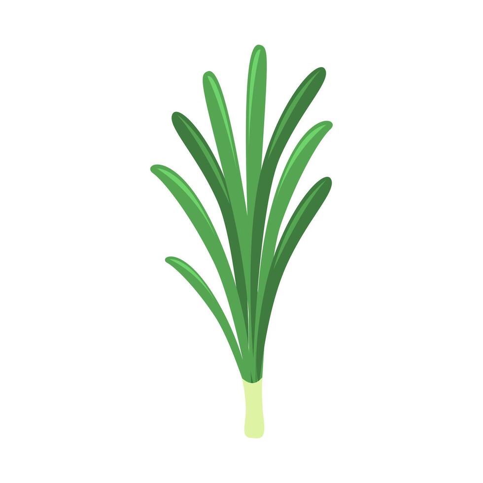 Leek Vegetable Illustration vector
