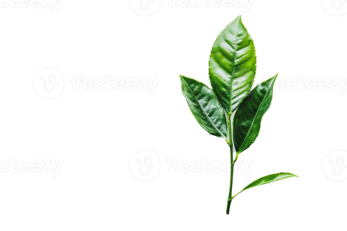 Fresh green tea leaves on a plain background, showcasing their vibrant color and natural texture png