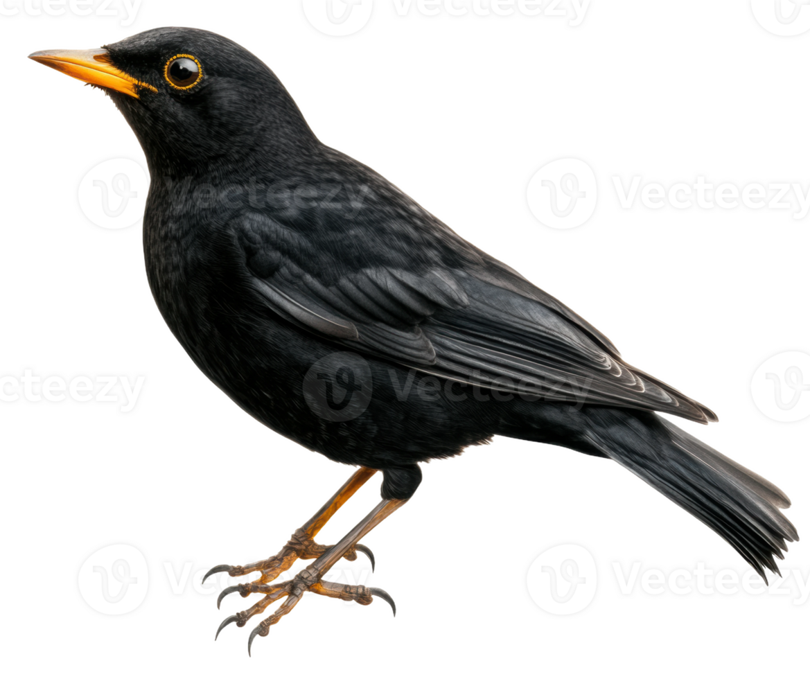 A black bird with orange beak standing on a white background, cut out - stock . png