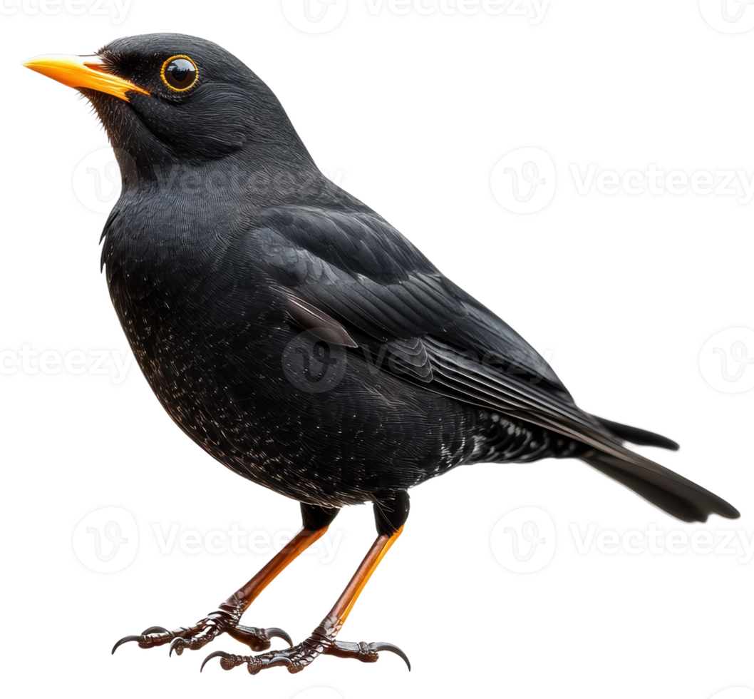 A blackbird standing on a white background, showcasing its glossy feathers and bright orange bill, cut out - stock . png