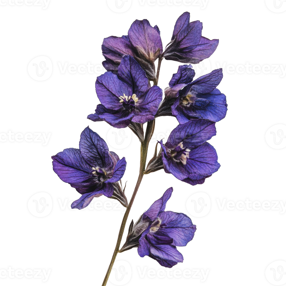 Purple delphiniums bloom on white background png