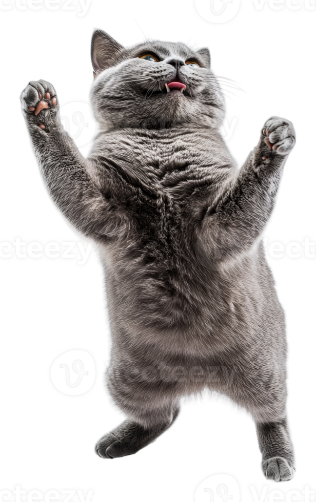 Gray cat dancing on white background, cut out - stock . png