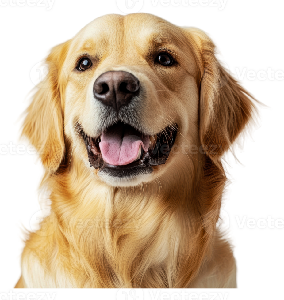 Smiling golden retriever on white, cut out - stock . png