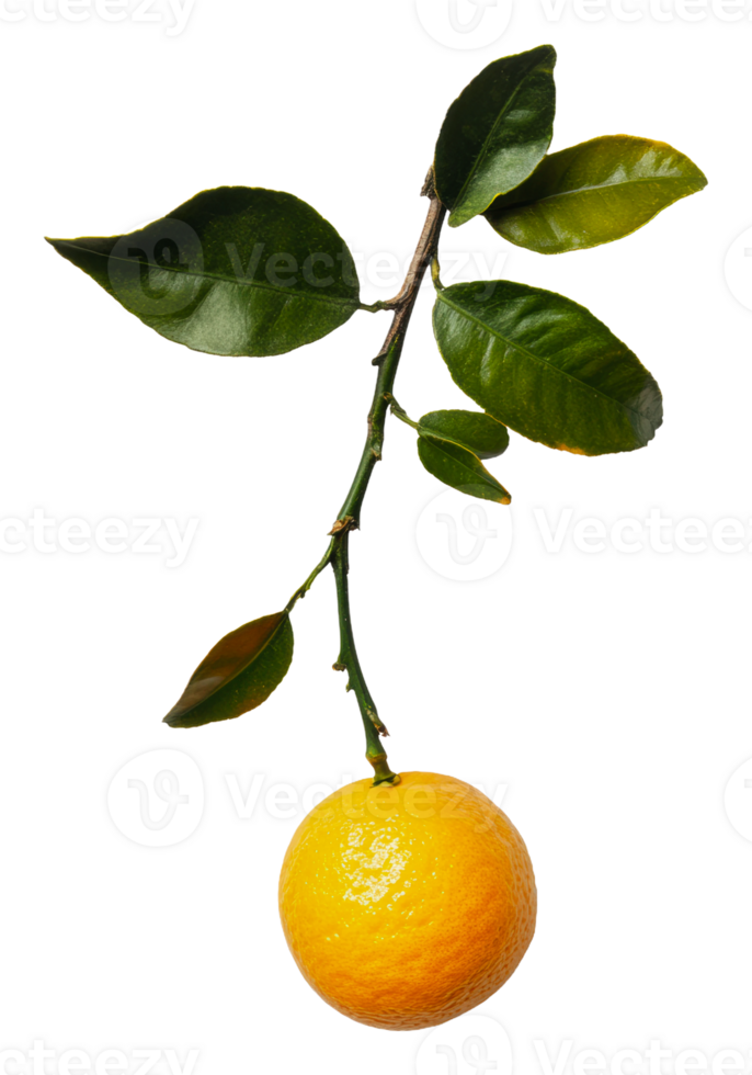 Orange on a branch in sunlight png