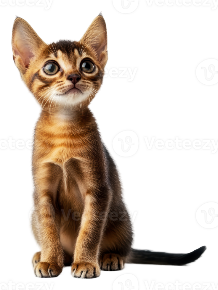 Playful tabby kitten sitting on a white backdrop png