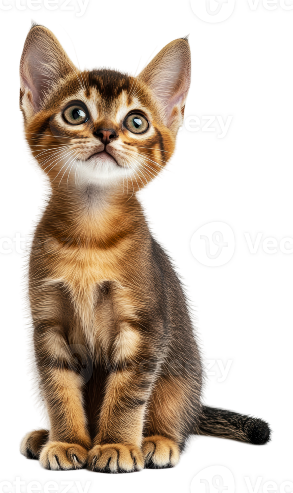 Brown tabby kitten on white png