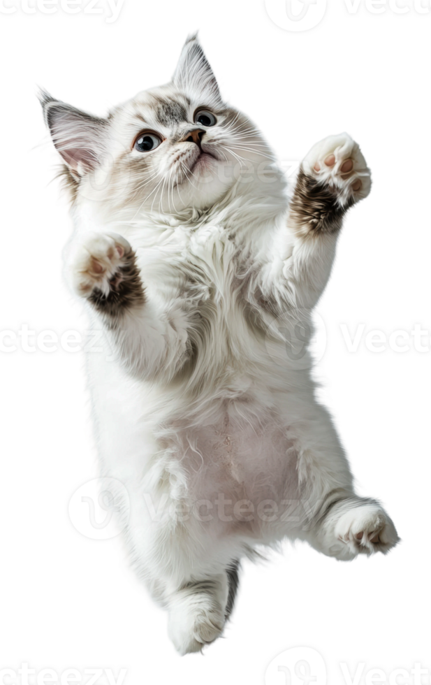 Playful fluffy cat jumping in the air indoors png
