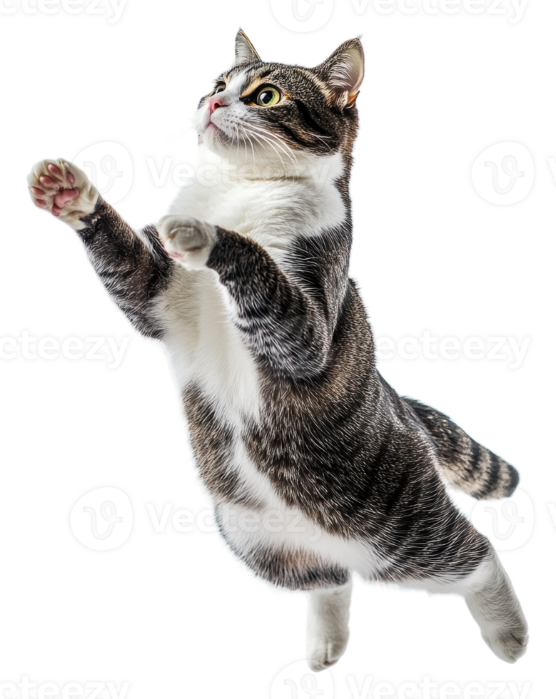 Playful tabby cat leaps joyfully in bright space png