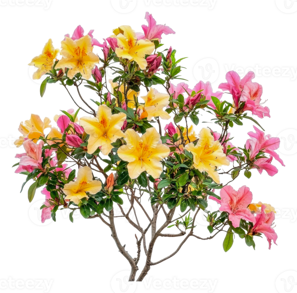 Colorful azalea blooms in full spring display png