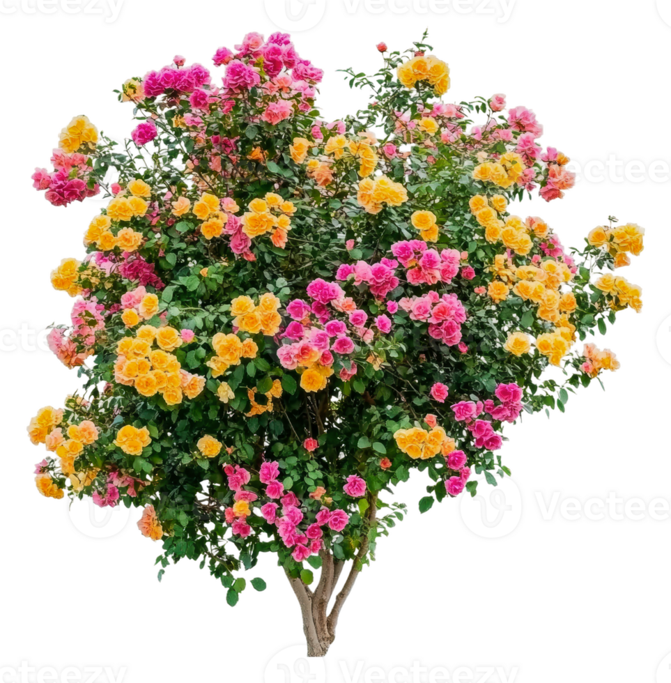Blooming bougainvillea in the garden png