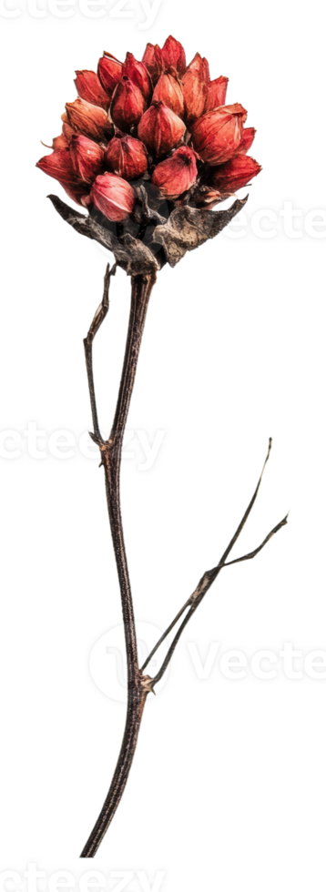 Dried red flower cluster on a slender stem png