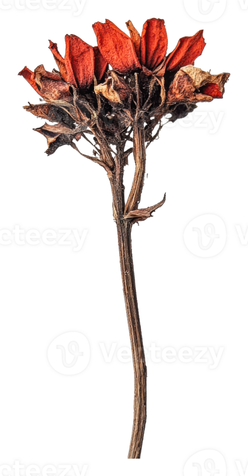 Dried red flower on white background png