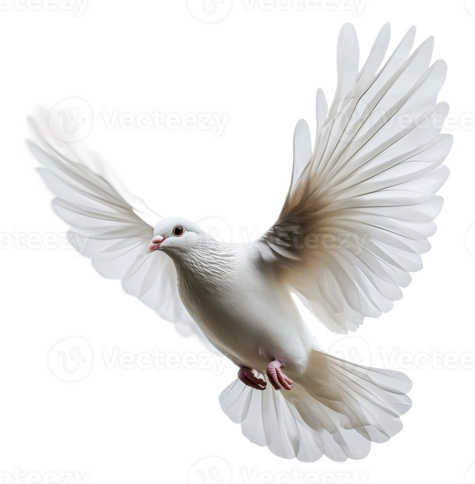 White dove soaring on a plain backdrop png