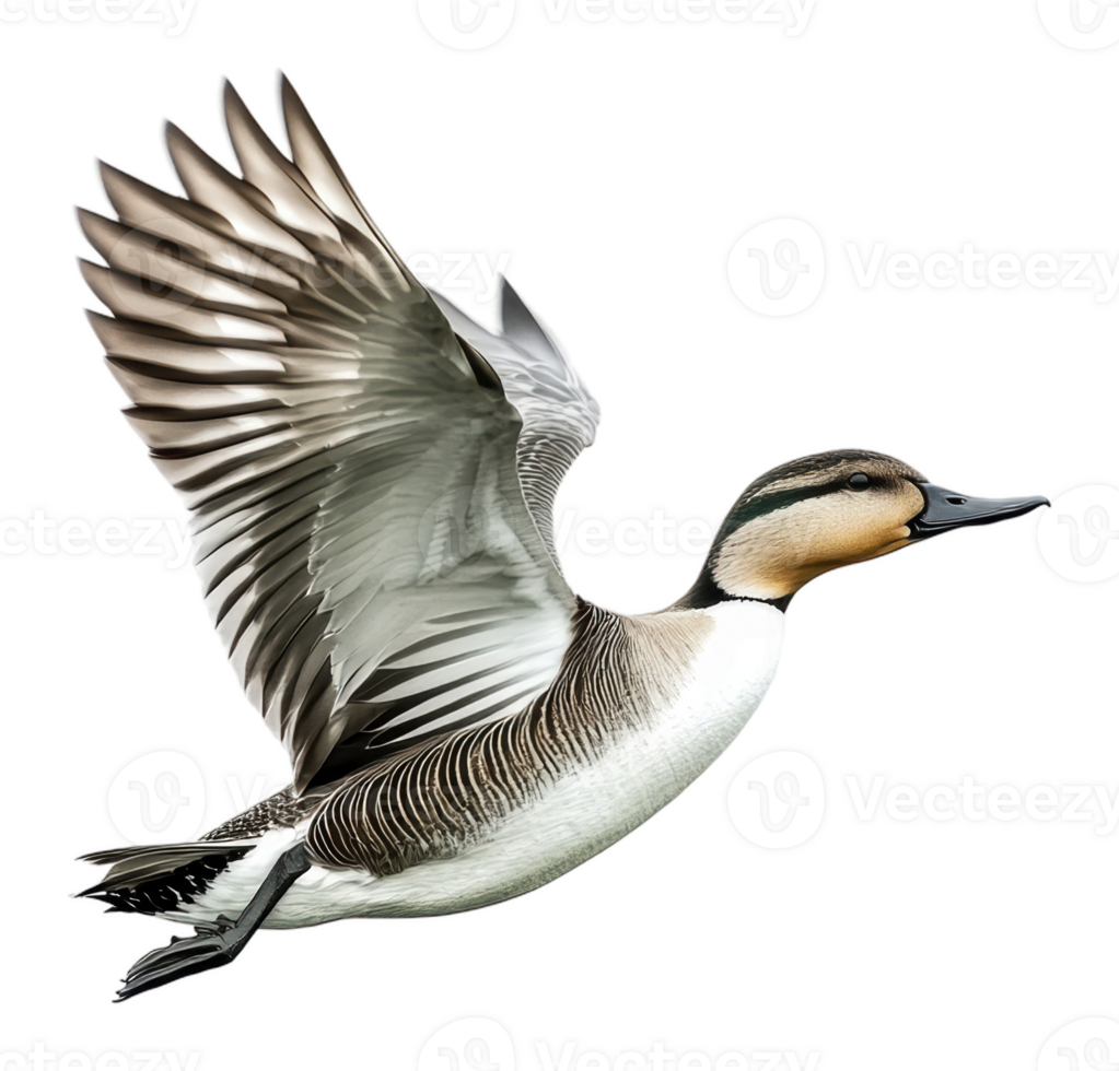 A flying duck gliding gracefully in the air png