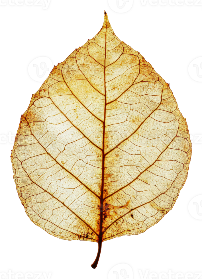 Translucent leaf with detailed veins shown png