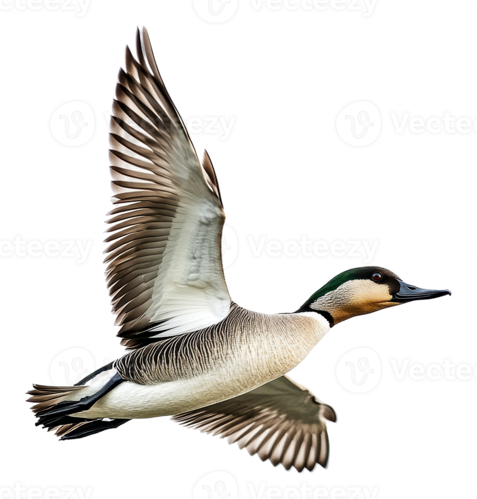 Duck in mid-flight above white background png