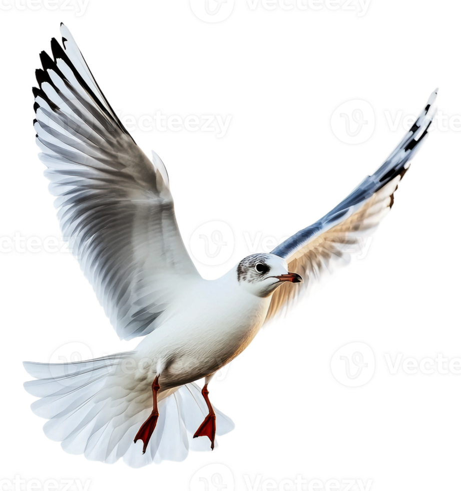 A seagull soaring gracefully above the shoreline png