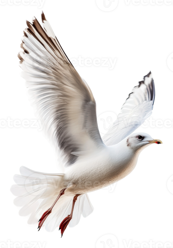 Seagull soaring against a white sky png