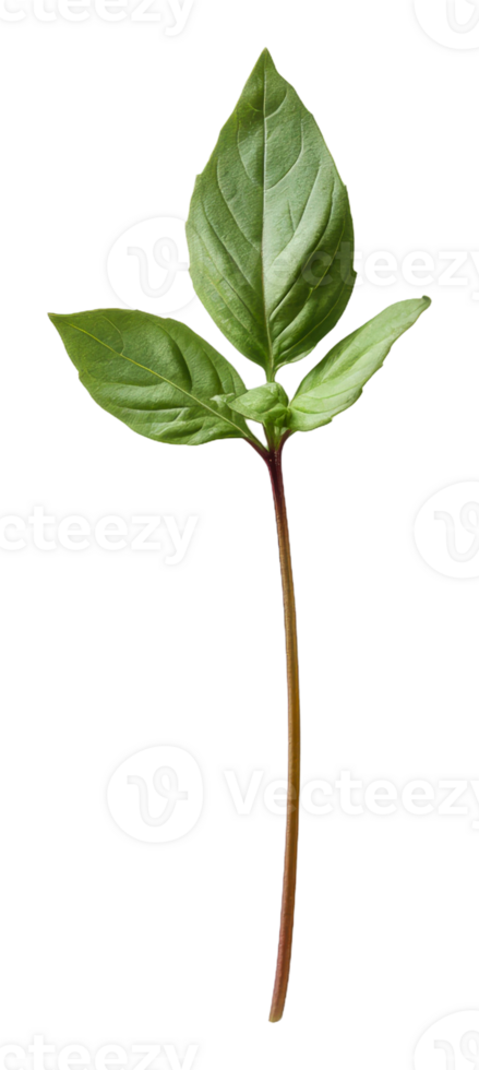 Basil leaves on a stem, white background png