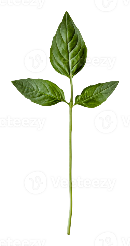 Bright green basil sprig in daylight png